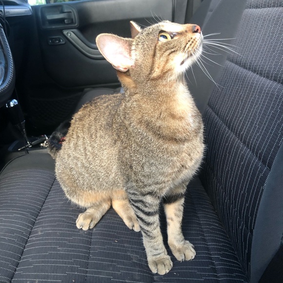 Meet your Posher, Kenzie - Picture 4 of 7